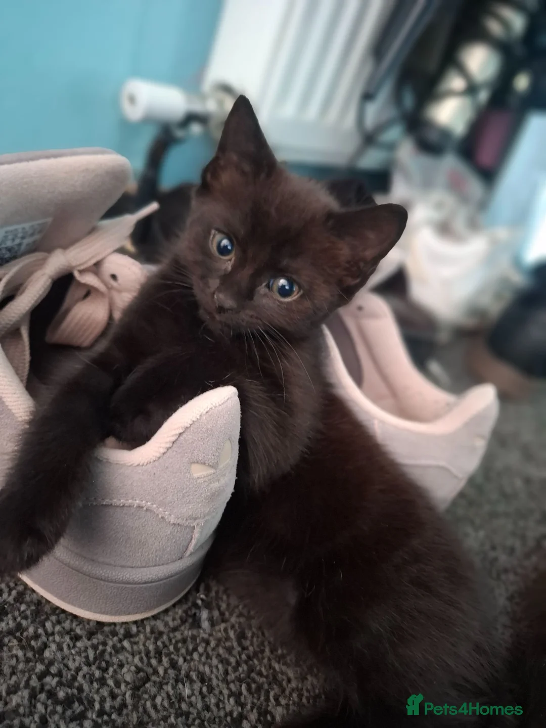 Ragdoll cats for sale: Male & female Ragdoll x British short hair kittens - Advert 3