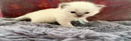Ragdoll cats for sale: 2 Chunky Fluffy Purebred Ragdolls - Advert 7