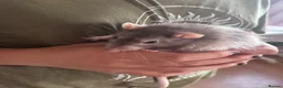 Rat rodents for sale: 3 adult male rats plus cage in Chelmsford - Advert 6