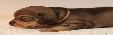 Miniature Dachshund Puppy 5
