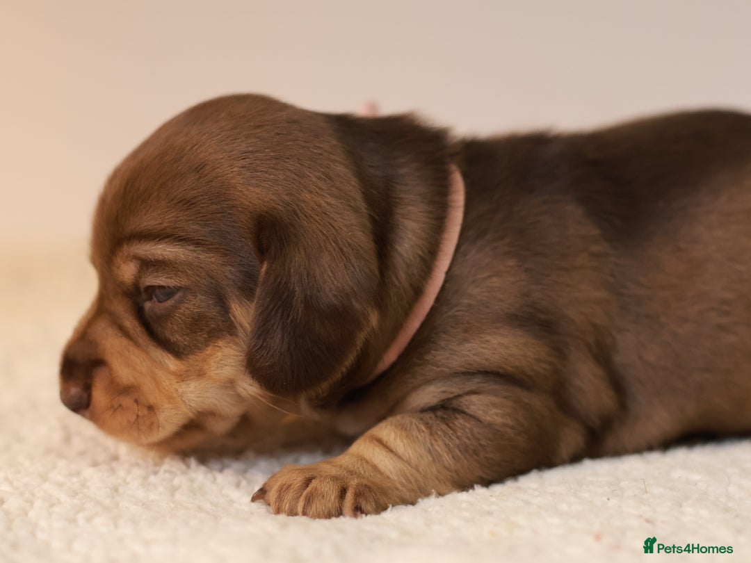 Miniature Dachshund dogs for sale: 5*Licensed+KC+PRAclear+VETchecked+Chocolate&Cream - Advert 22