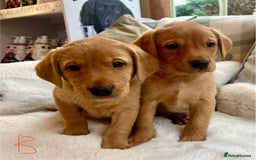 Labrador Retriever dogs for sale: Kc reg fox red Labradors  - Advert 4