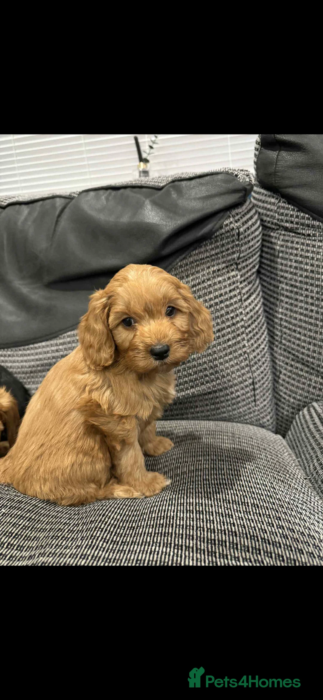 Cockapoo dogs for sale: Adorable F1 cockapoo puppies for sale - Advert 10