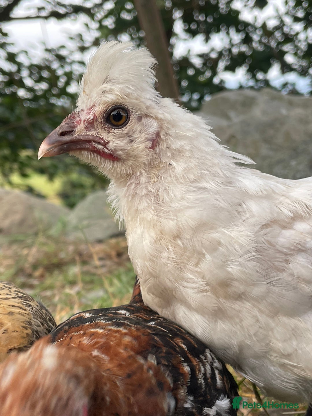 Chickens poultry for sale: Frizzle Rooster and variety of hens - Image 9