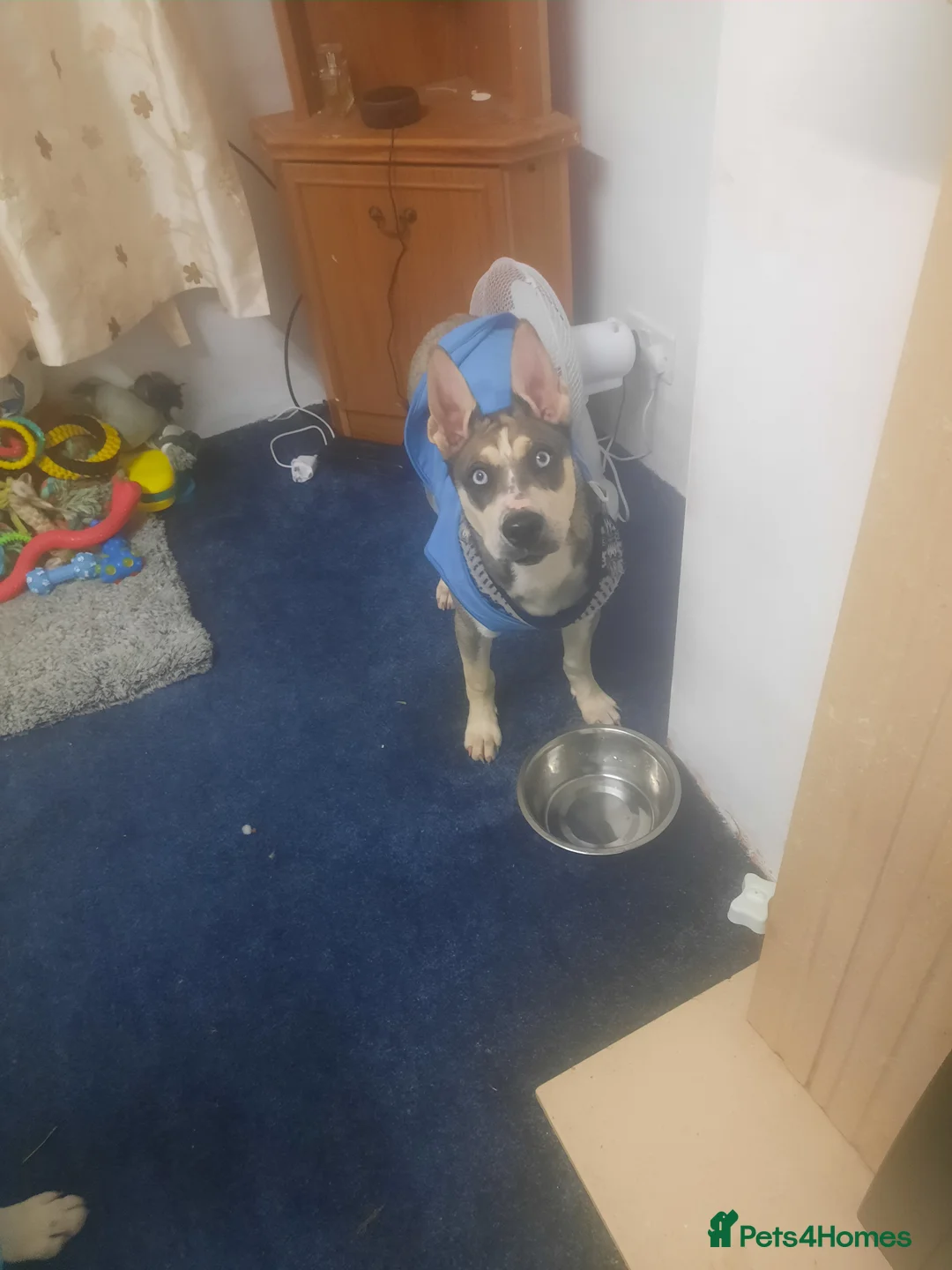 Mixed Breed dogs for sale: Female pup  - Advert 3