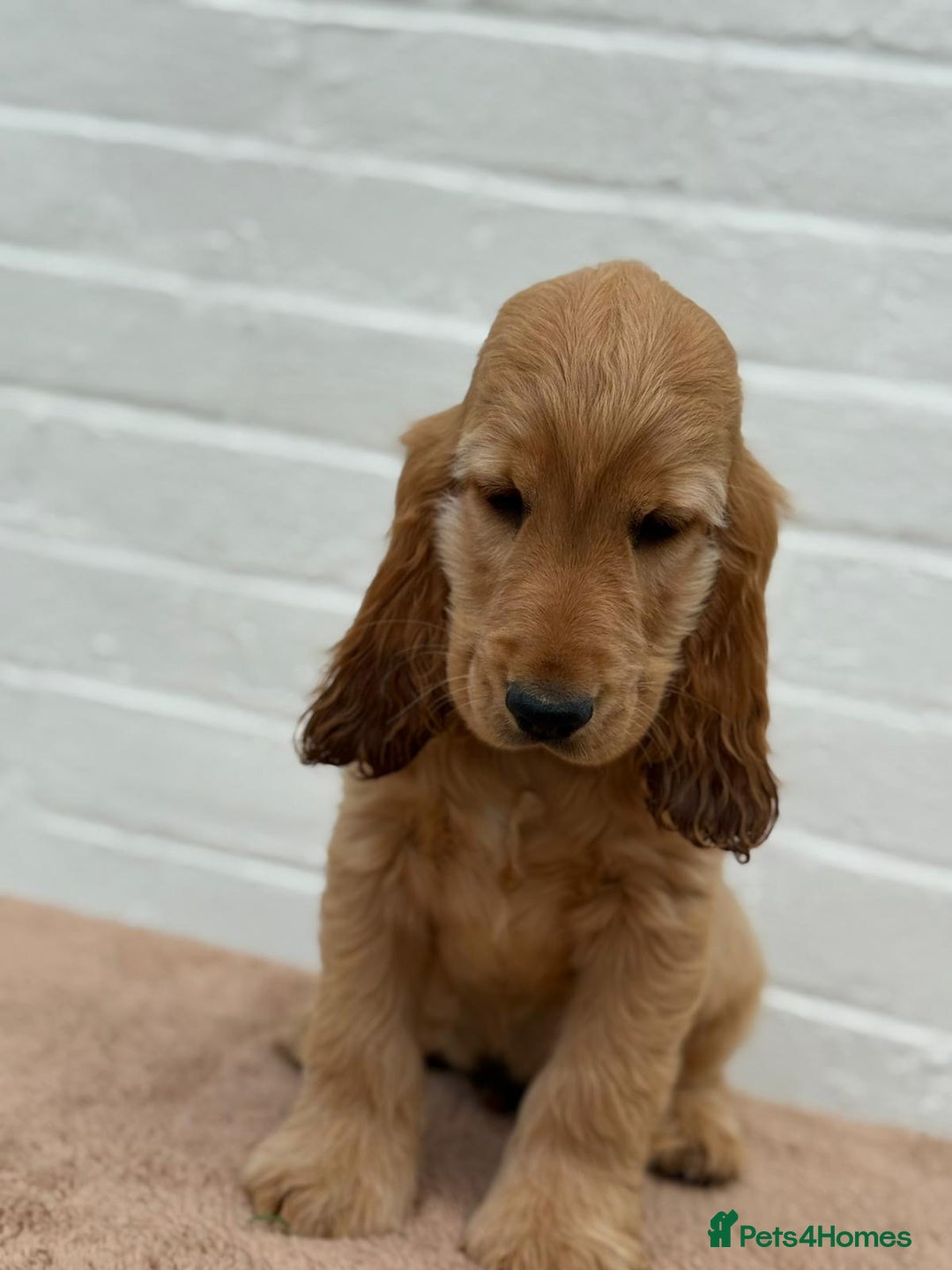 Cocker Spaniel dogs for sale: Show cocker spaniel in Bradford - Image 28