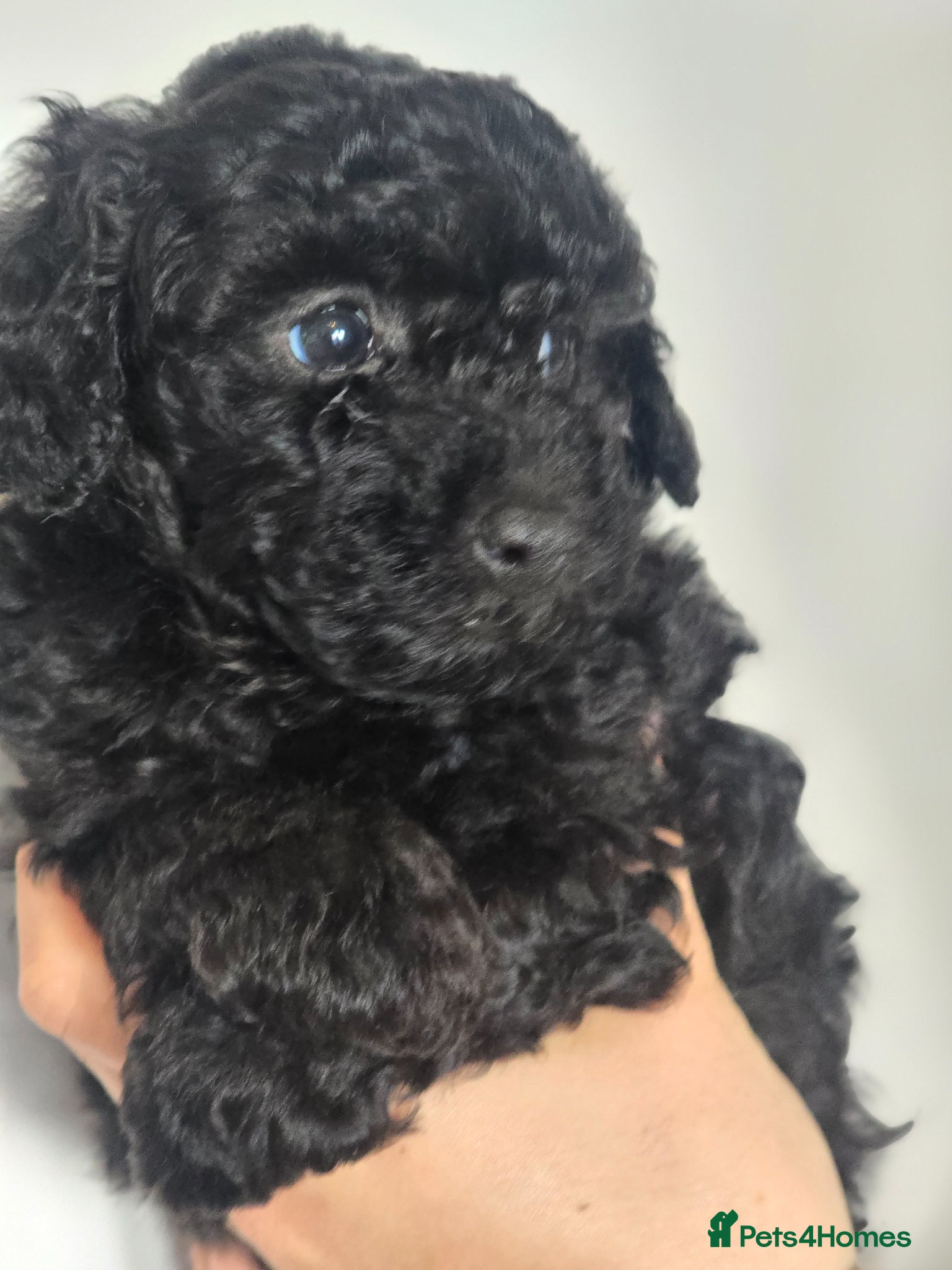 Poochon dogs Health tested  tiny F1 Poochon Puppies - Advert 2