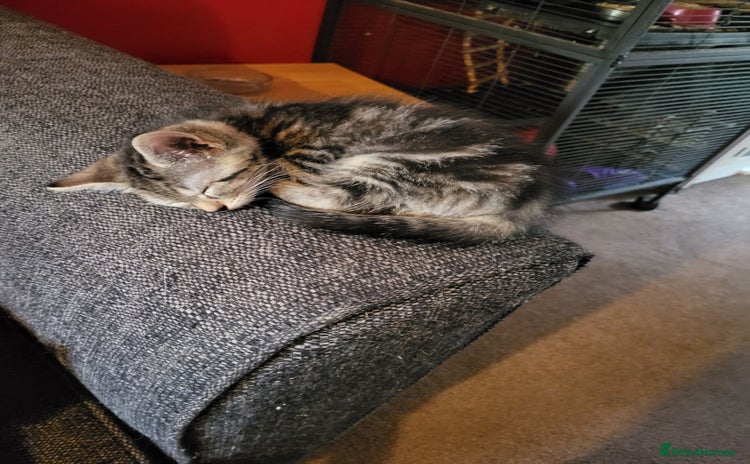 Mixed Breed cats - Advert 4