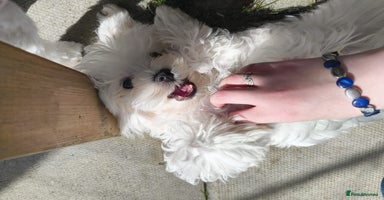 Maltese dogs - Advert 12