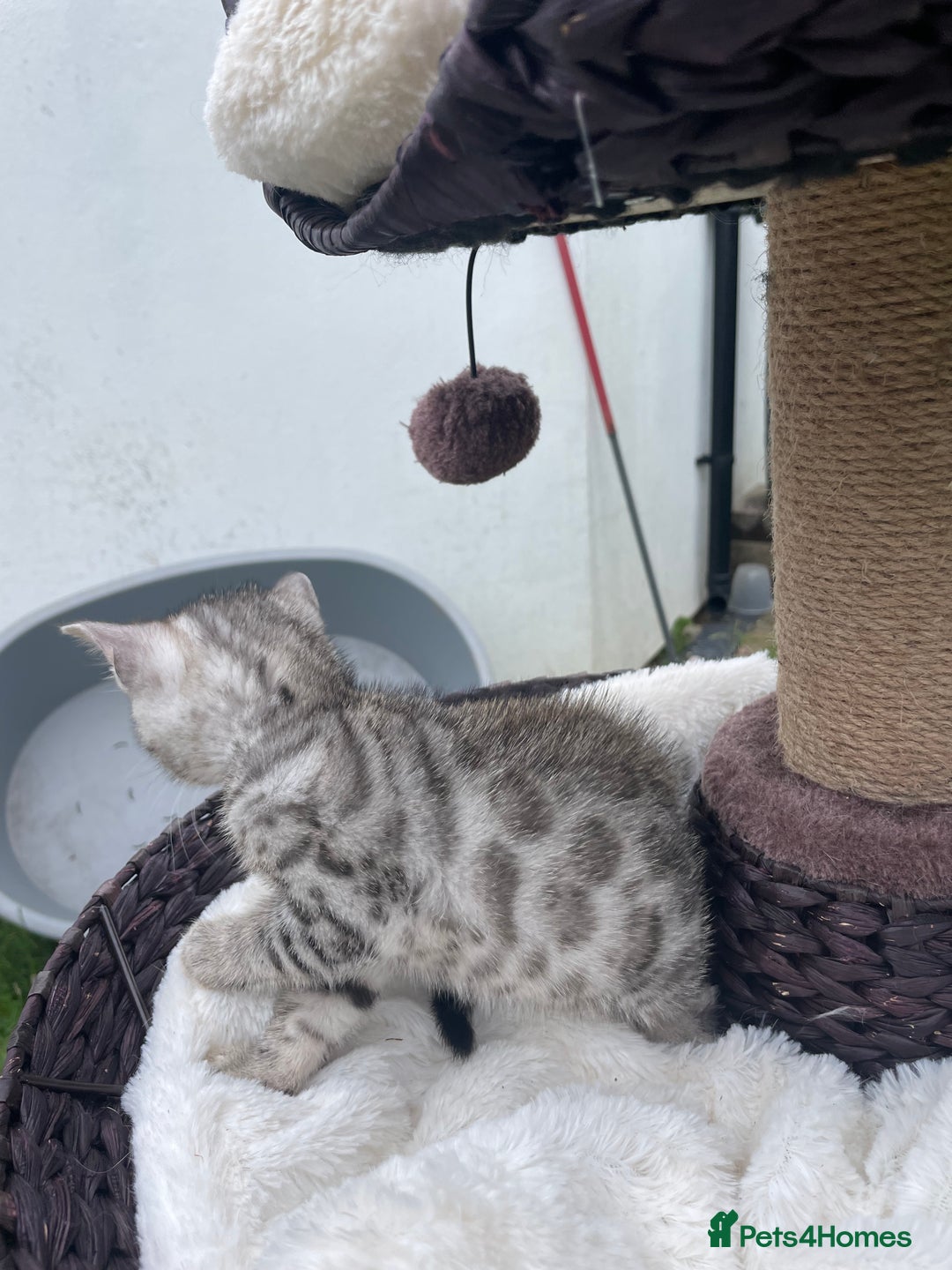 Bengal cats for sale: 3 Pure Bengals left  - Image 18