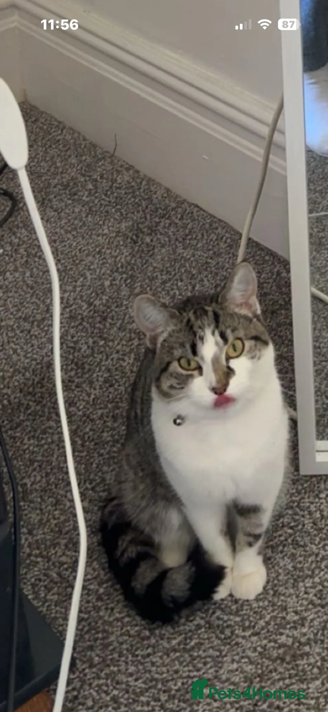 Mixed Breed cats for sale: Ivy looking for a new home - Advert 4