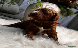 Labradoodle dogs for sale: Premium Multigen Labradoodle Puppies  - Advert 10