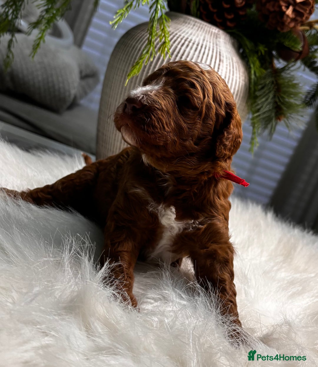 Labradoodle dogs for sale: Premium Multigen Labradoodle Puppies  - Advert 10