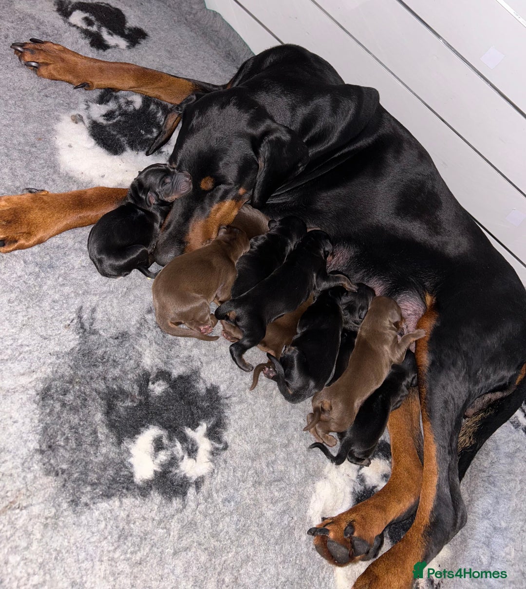 Dobermann dogs for sale: 🩶 Top quality KC registered Doberman puppies! 🩶 - Advert 10