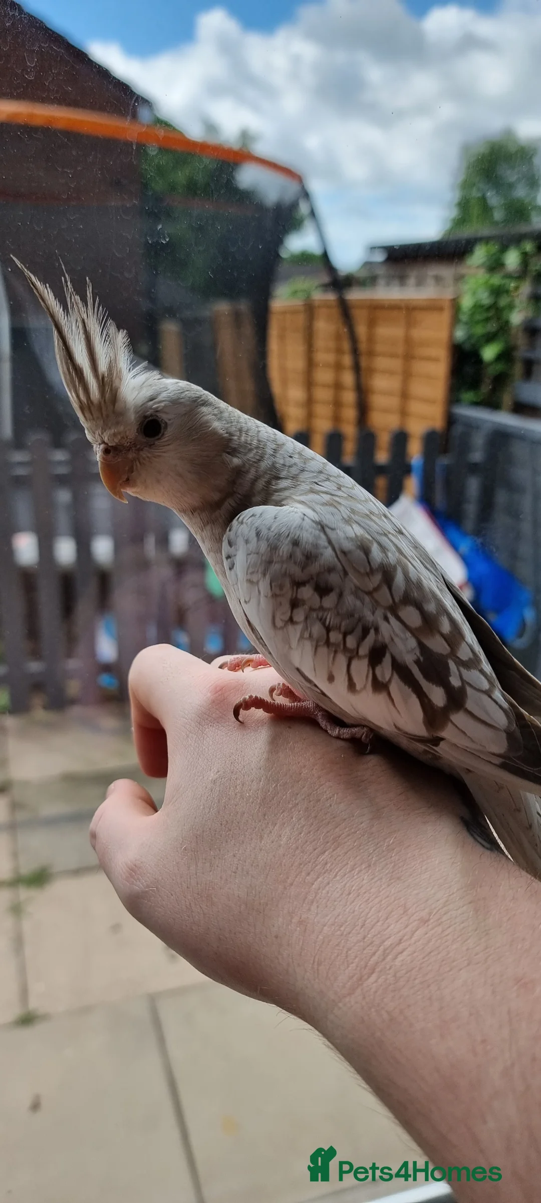 Cockatiels birds for sale: Hand Tame Cockatiel with Large Cage in Dudley - Advert 2