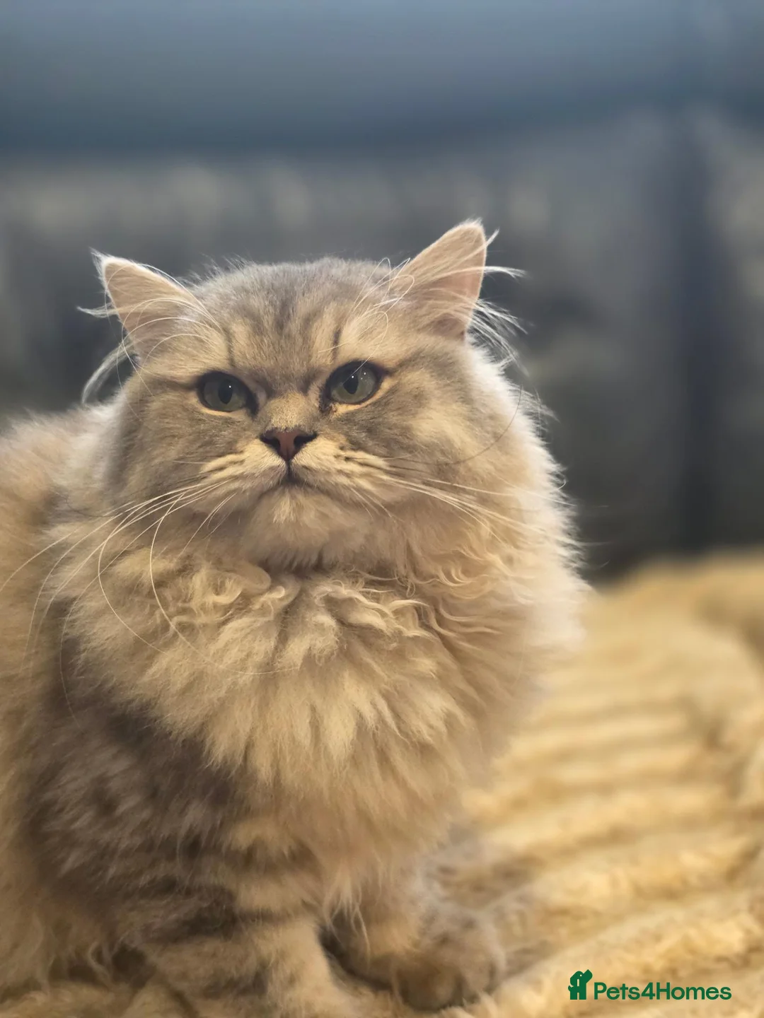 British Longhair cats for sale: GCCF Reg British Longhair  - Advert 1