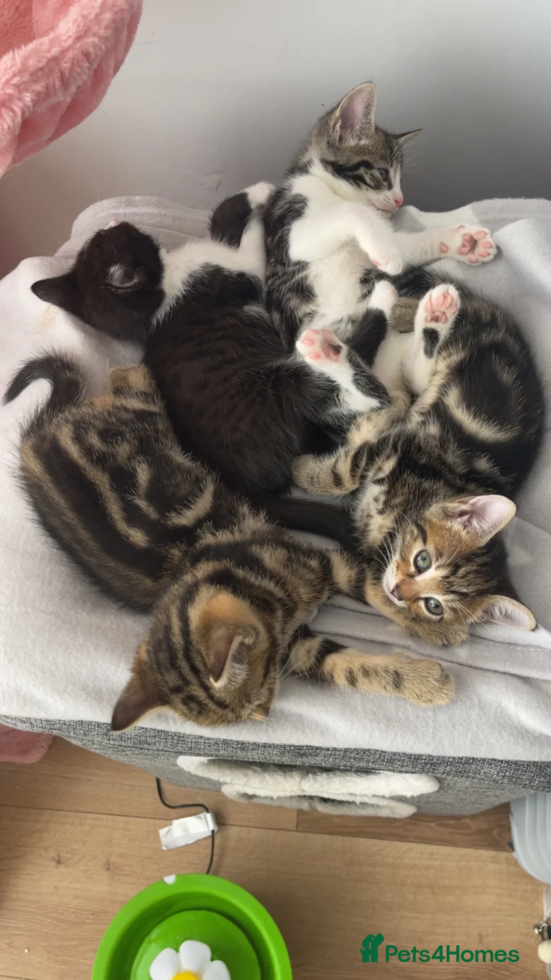 Mixed Breed cats for sale: Kittens  ** s  in Liverpool - Advert 1