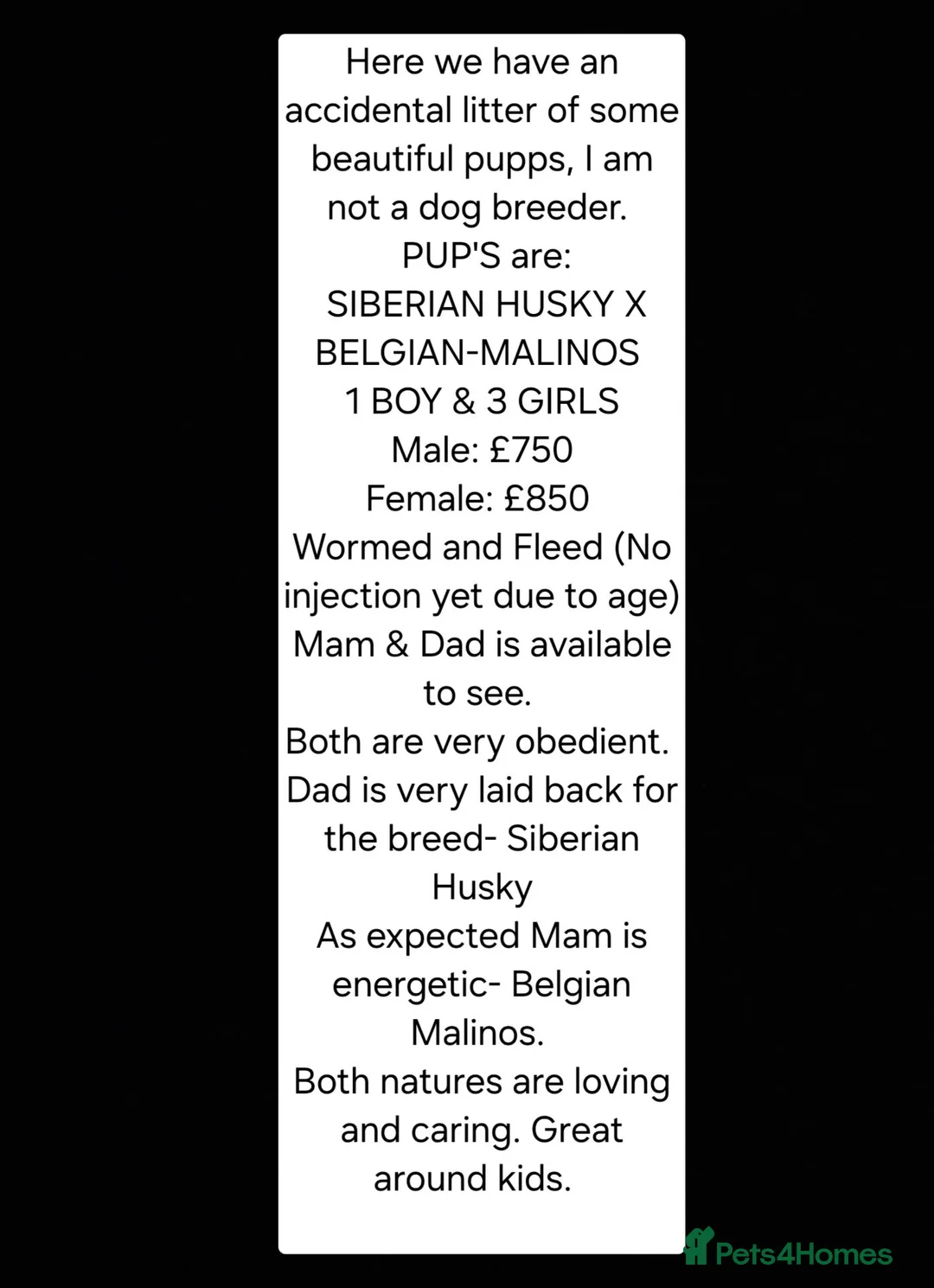 Mixed Breed dogs for sale: SIBERIAN HUSKY X BELGIAN-MALINOS  - Advert 6
