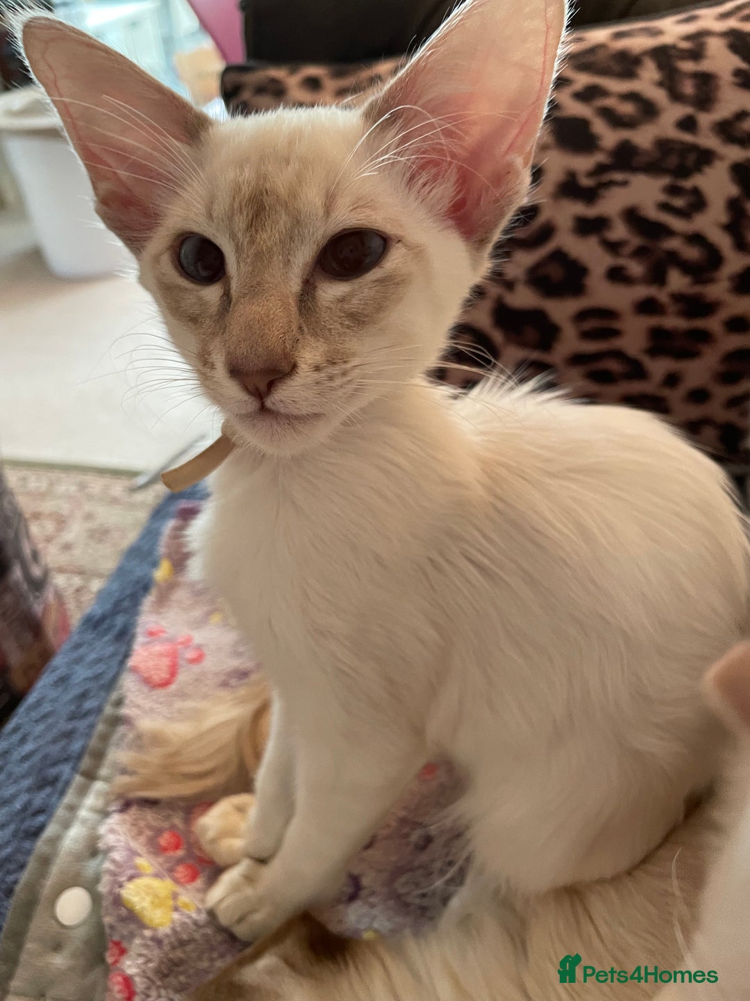 Balinese cats for sale: Beautiful Pedigree Balinese Kittens - Advert 7