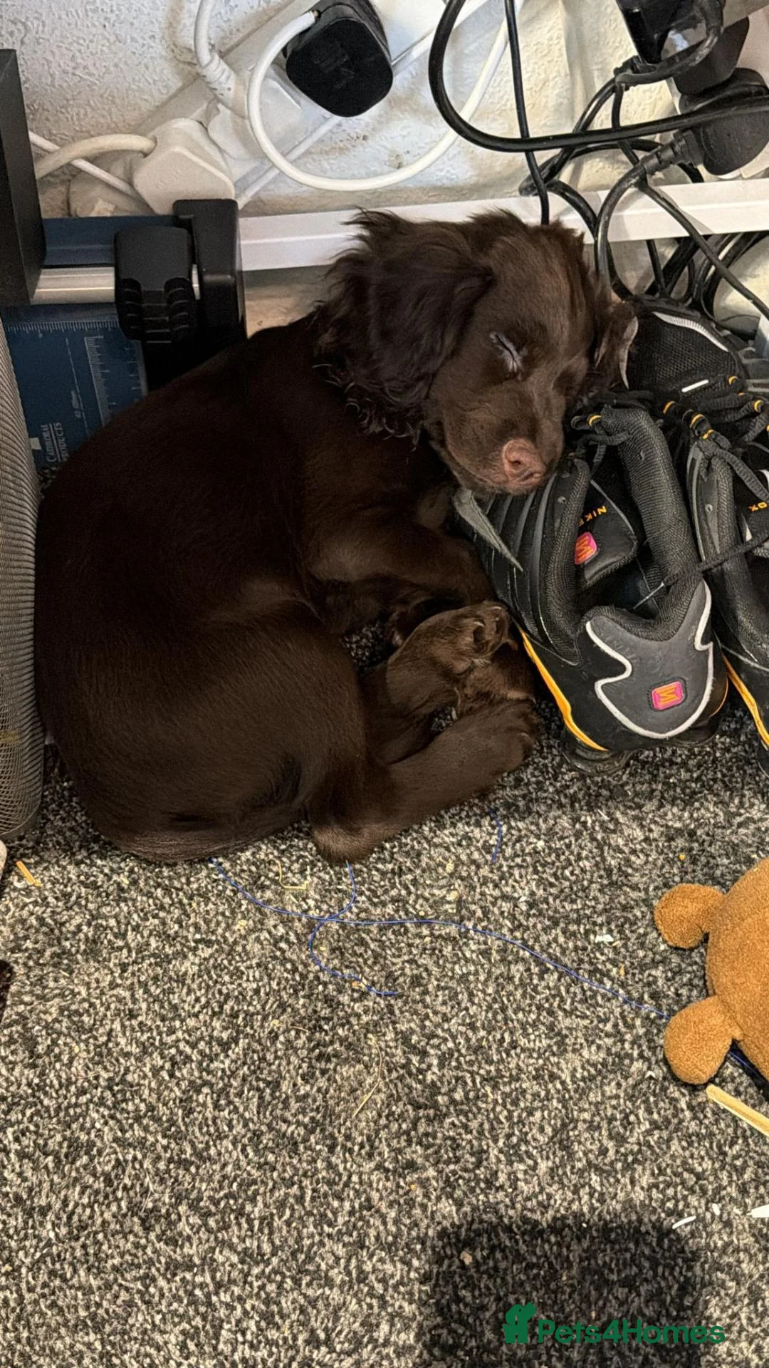 Cocker Spaniel dogs for sale: Chocolate Brown Male Cocker in Braintree - Advert 2