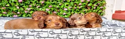 Miniature Dachshund dogs for sale: READY NOW LH SHADED CREAM MINI KC REG PRA CLEAR - Advert 10