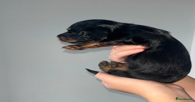 Miniature Dachshund dogs - Advert 11