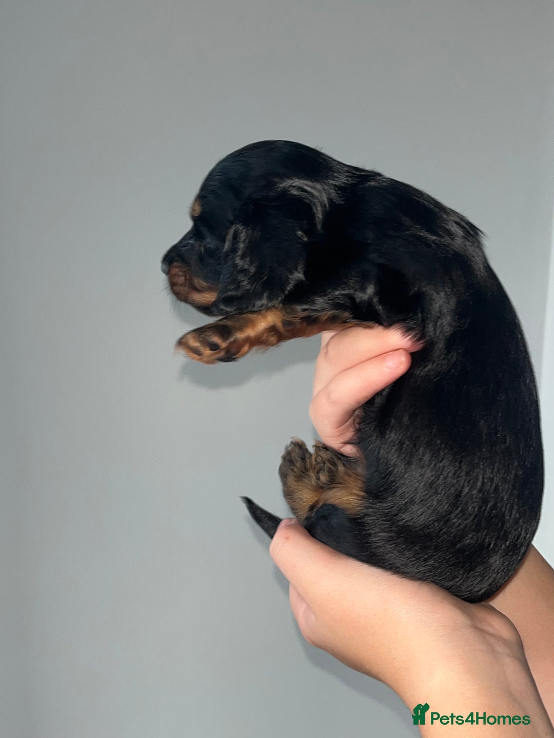 Miniature Dachshund dogs for sale: 🌟 KC registered longhair miniature dachshunds  - Image 3
