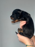 Miniature Dachshund dogs - Advert 11