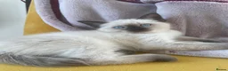 Ragdoll cats for sale: Ragdoll Kittens – 3 Boys & 1 girl  - Advert 22
