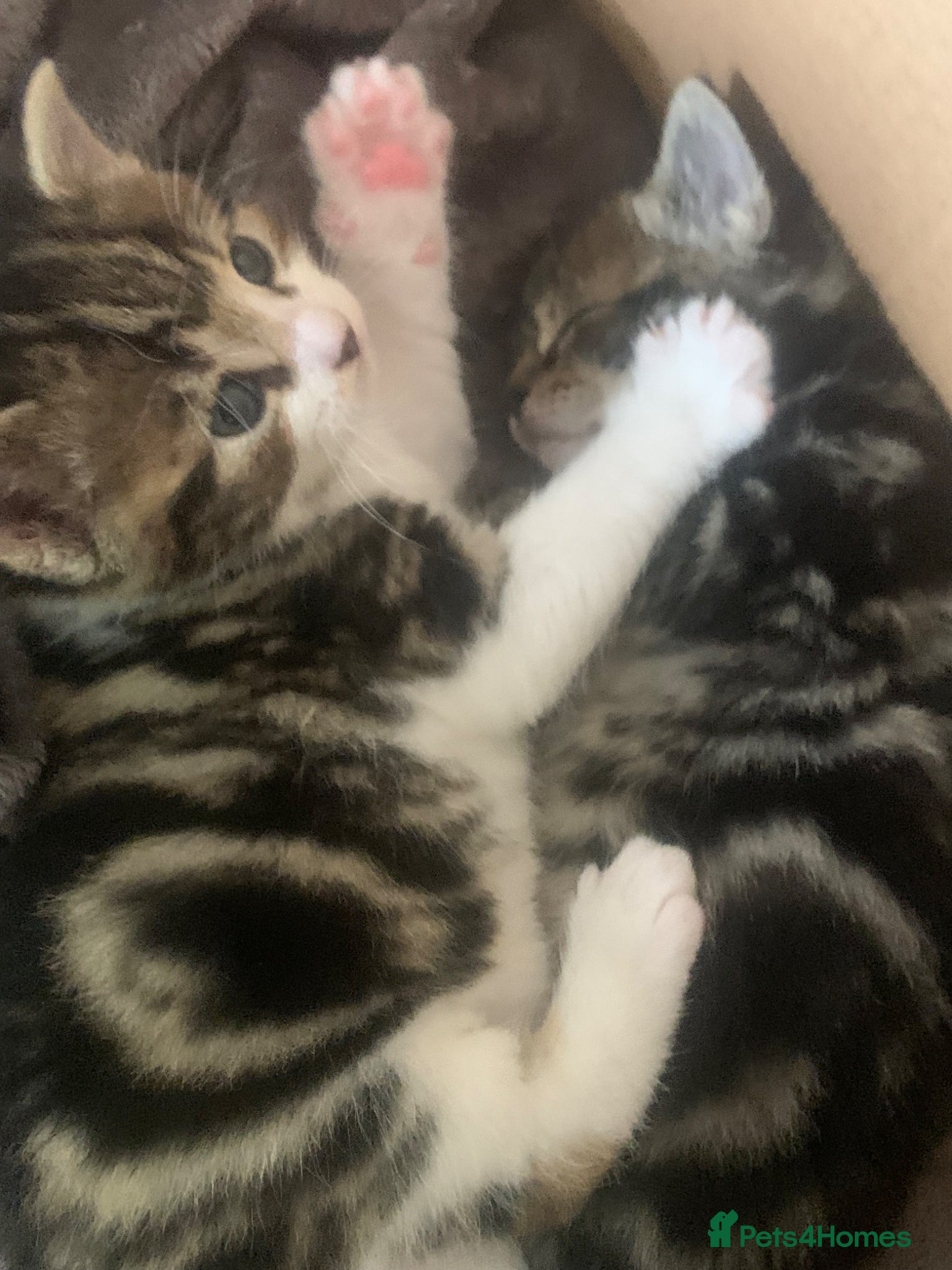 Mixed Breed cats for sale: Shorthair Tabby’s mixed breed in Solihull - Advert 4