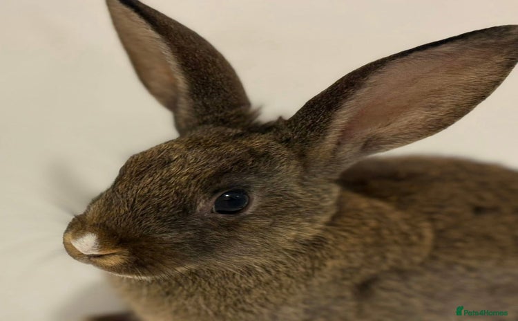 Mixed Breed rabbits in Cannock - Advert 3