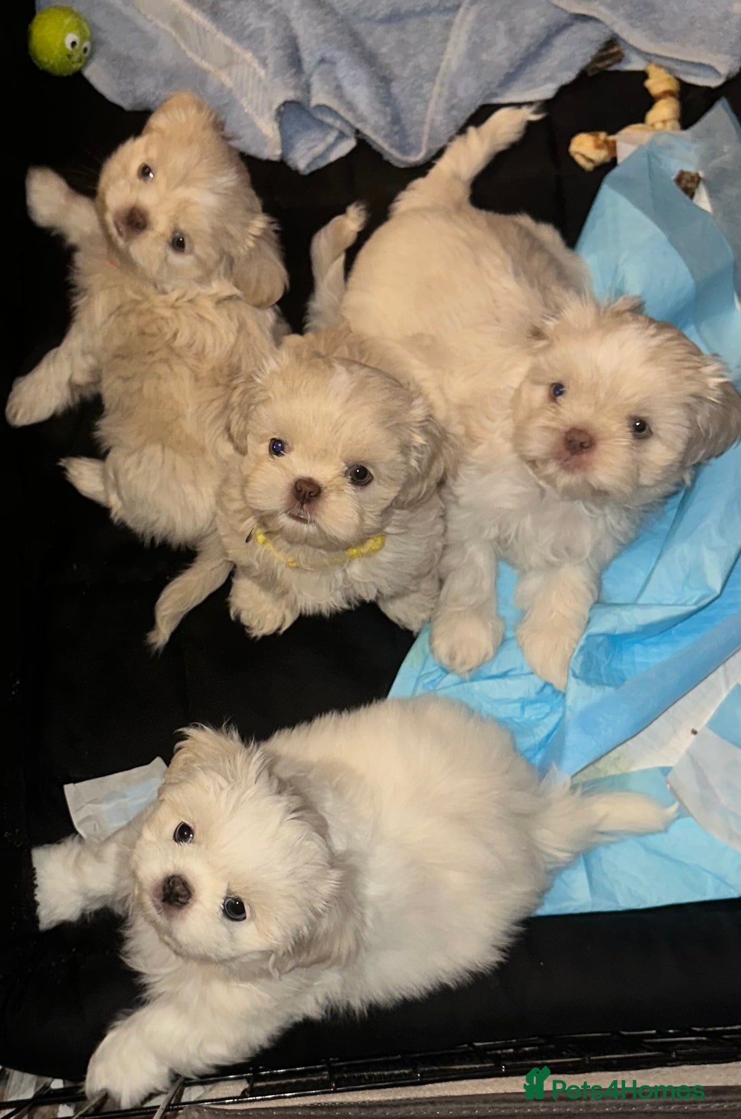 Shih Tzu dogs for sale: Lavender White Imperial Shih Tzu Puppies - Image 26