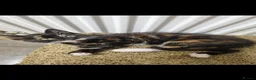 Domestic Shorthair cats for sale: Kitten for sale - Advert 2