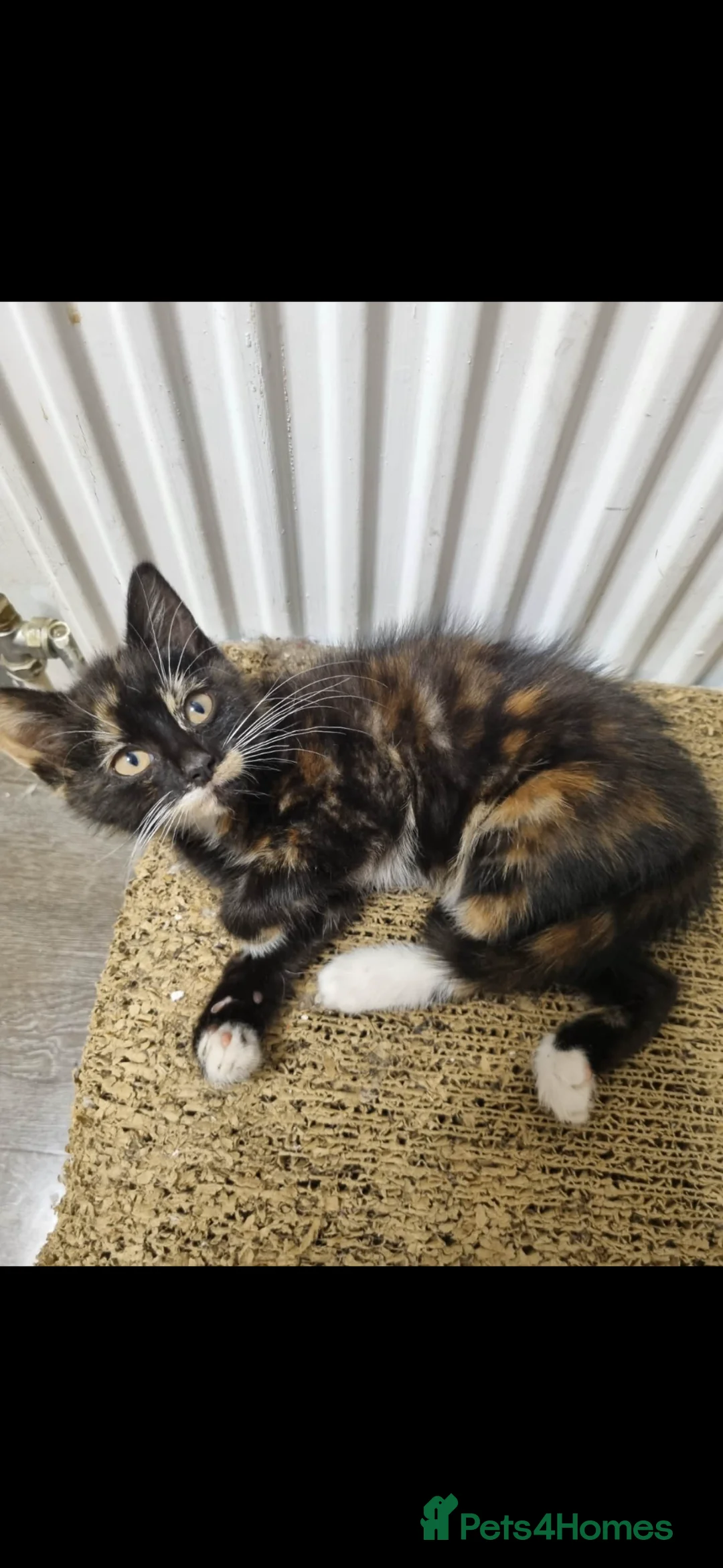 Domestic Shorthair cats for sale: Kitten for sale - Advert 2