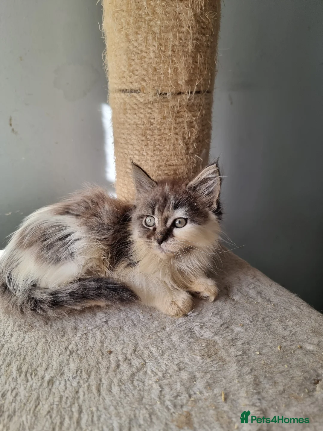 Maine Coon cats for sale: 2 litters of Maine Coon - Advert 19