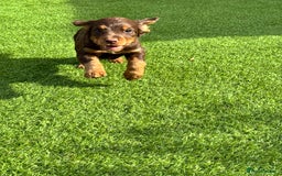 Cocker Spaniel dogs for sale: Cocker Spaniel KC Reg  - Image 7