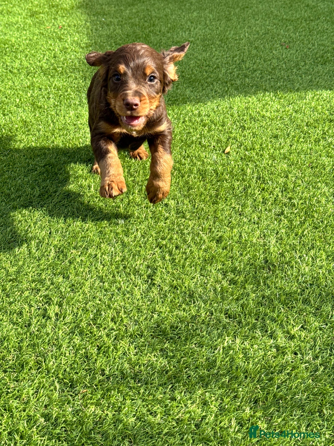 Cocker Spaniel dogs for sale: Cocker Spaniel KC Reg  - Image 7