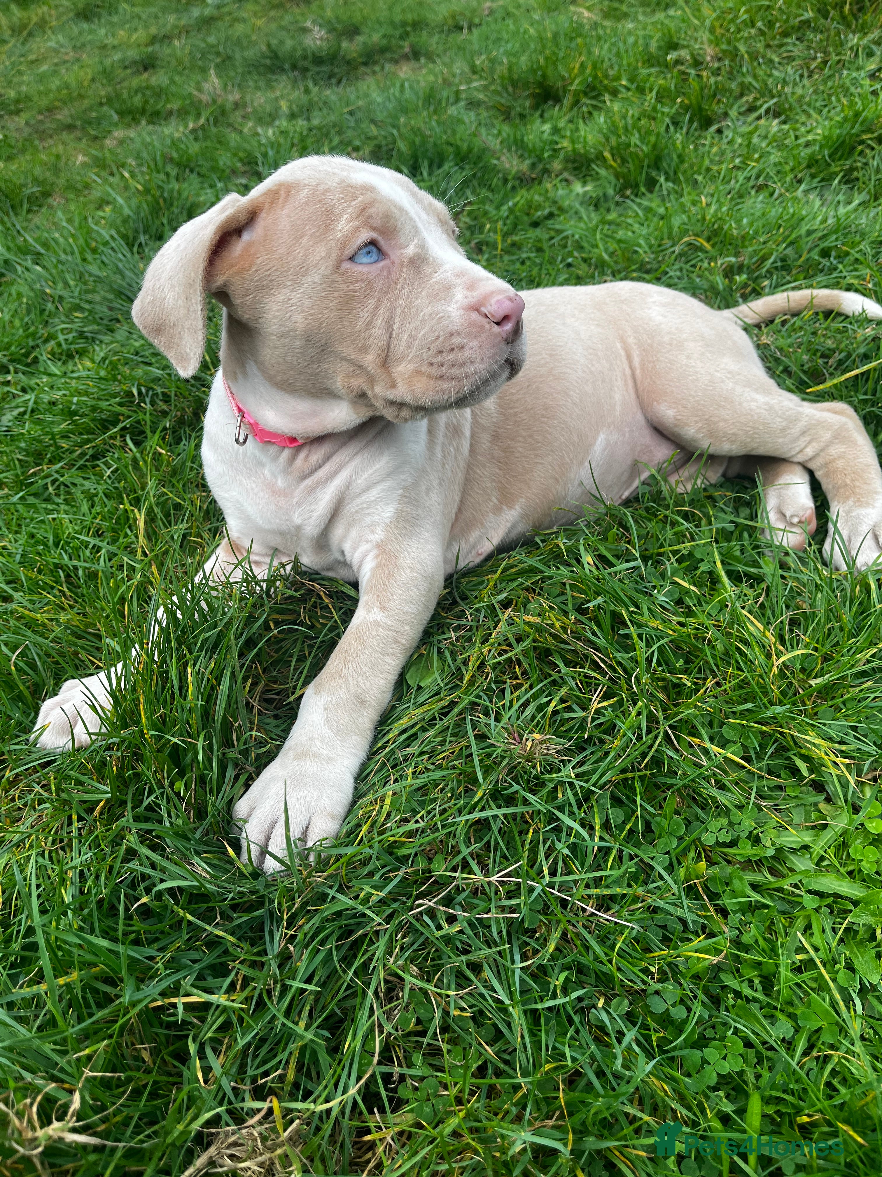 Mixed Breed dogs for sale: Cane corso x puppies  - Advert 2