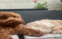 Cockapoo dogs for sale: Beautiful Red F1B Cockapoo puppies  - Image 16