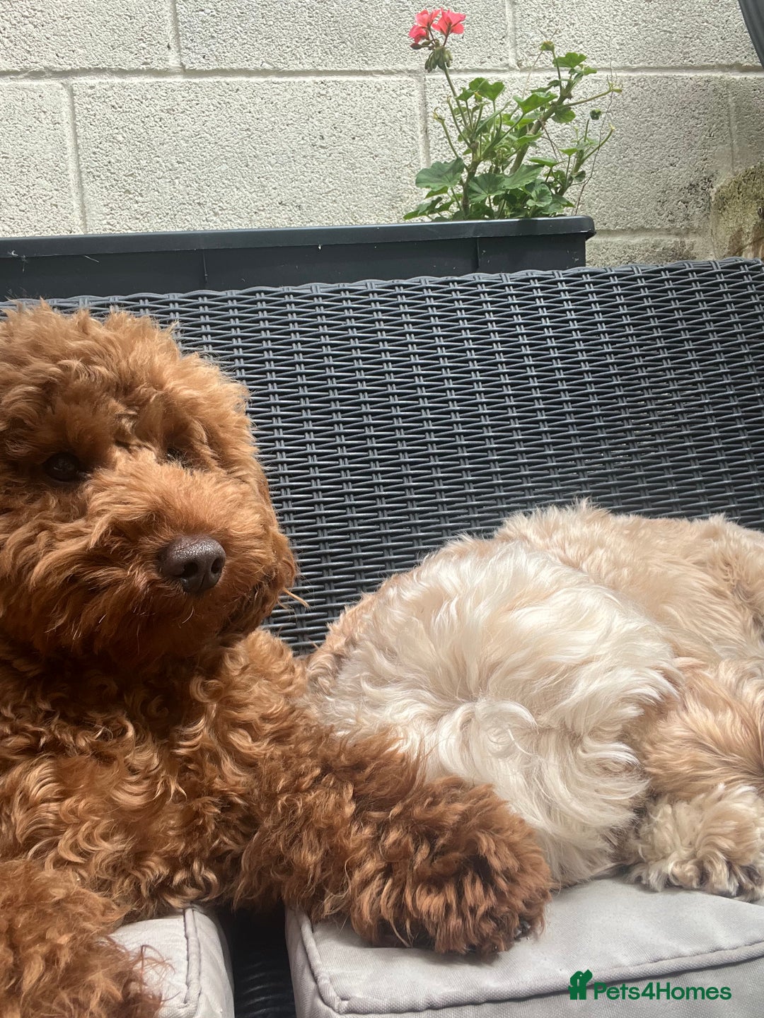 Cockapoo dogs for sale: Beautiful Red F1B Cockapoo puppies  - Image 16