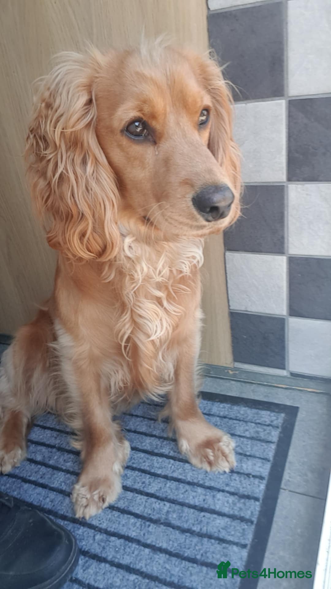 Cocker Spaniel dogs for sale: Wiski - Image 4