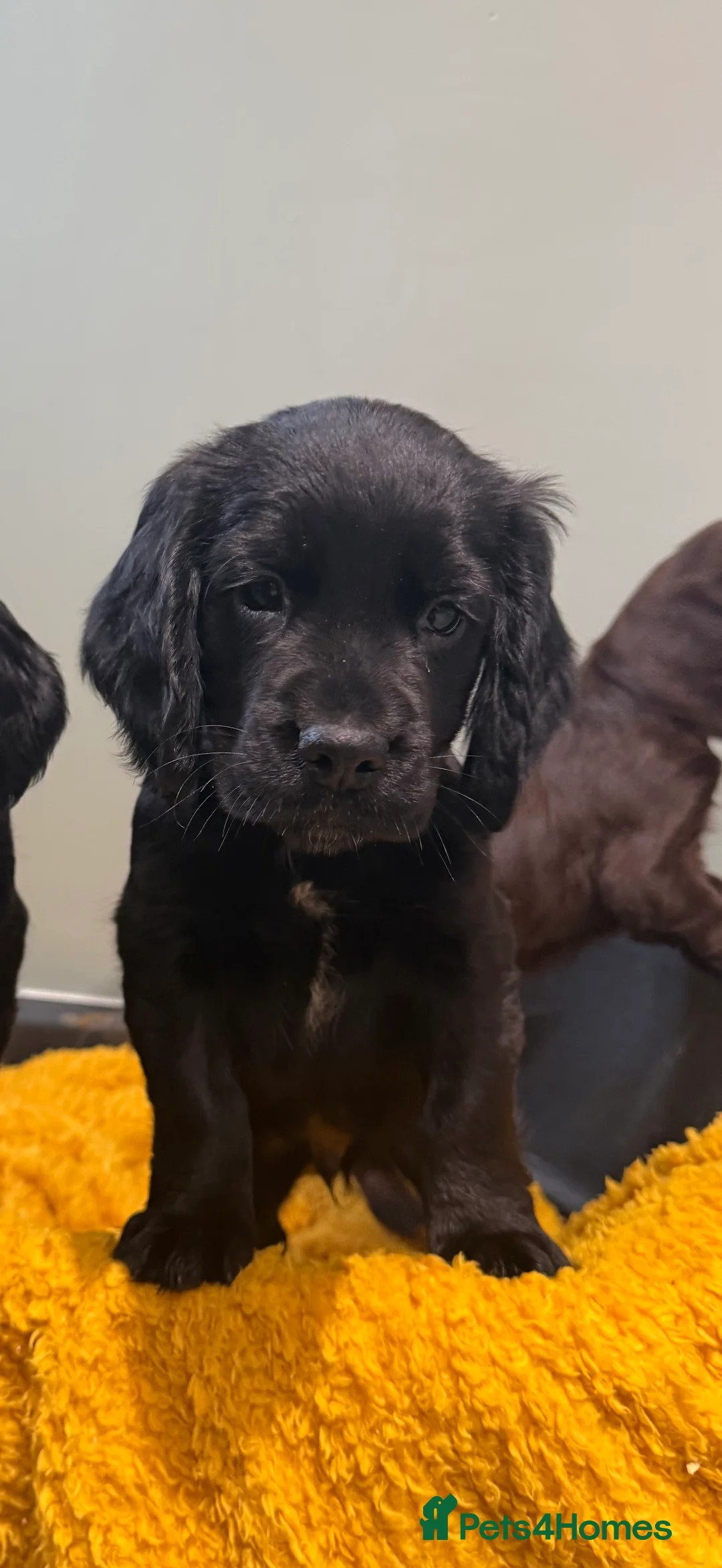 Sprocker dogs for sale: Stunning Sprocker puppies Cocker/Springer  - Advert 13