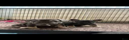 French Bulldog dogs for sale: Stunning French bulldogs  - Advert 6