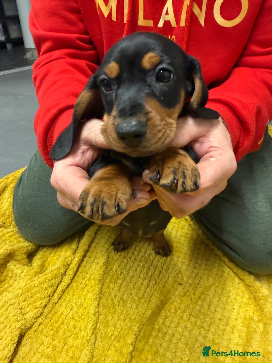 Dachshund dogs for sale: Dachshund girls for sale - Advert 2