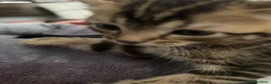 Mixed Breed Kitten 1