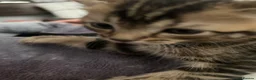 Mixed Breed cats for sale: Kittens will be ready 17th of May  - Advert 4