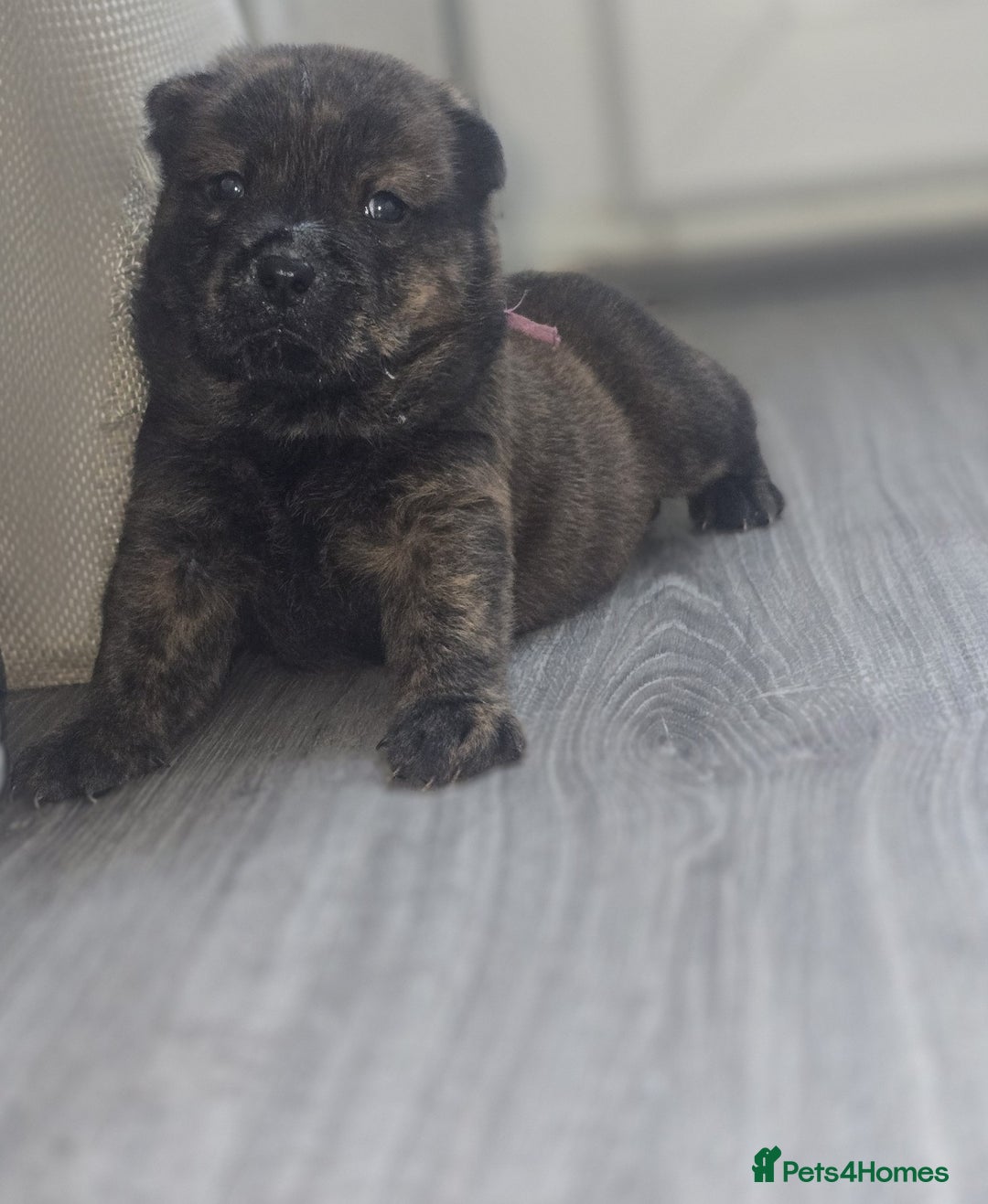 Mixed Breed dogs for sale: Chaffy puppies - Advert 14