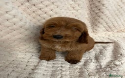 Cockapoo dogs for sale: F1 red cockapoo puppy's  - Image 3