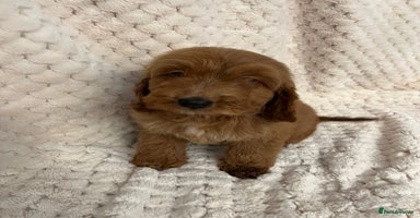 Cockapoo dogs - Advert 13