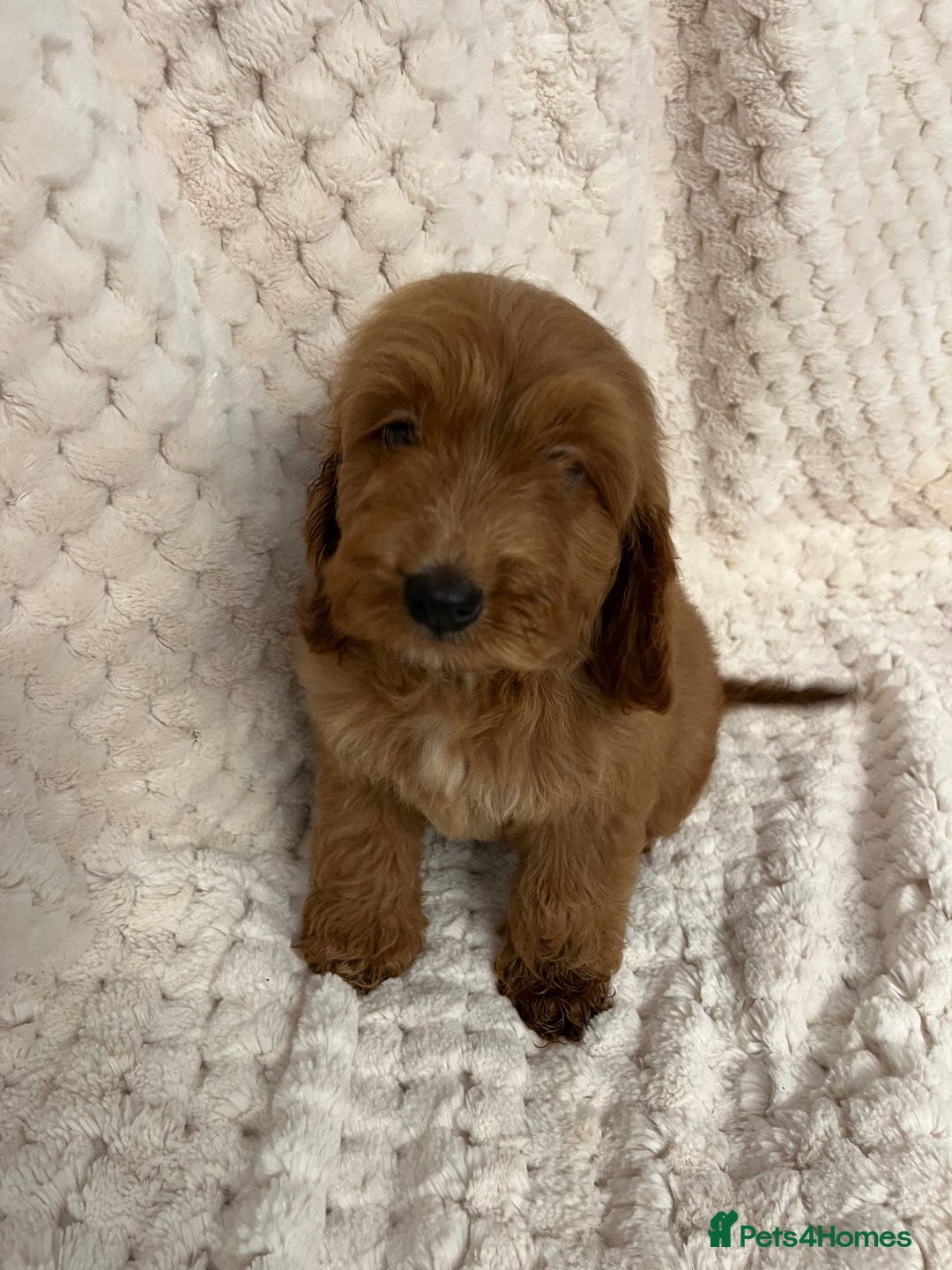 Cockapoo dogs for sale: F1 red cockapoo puppy's  - Image 3